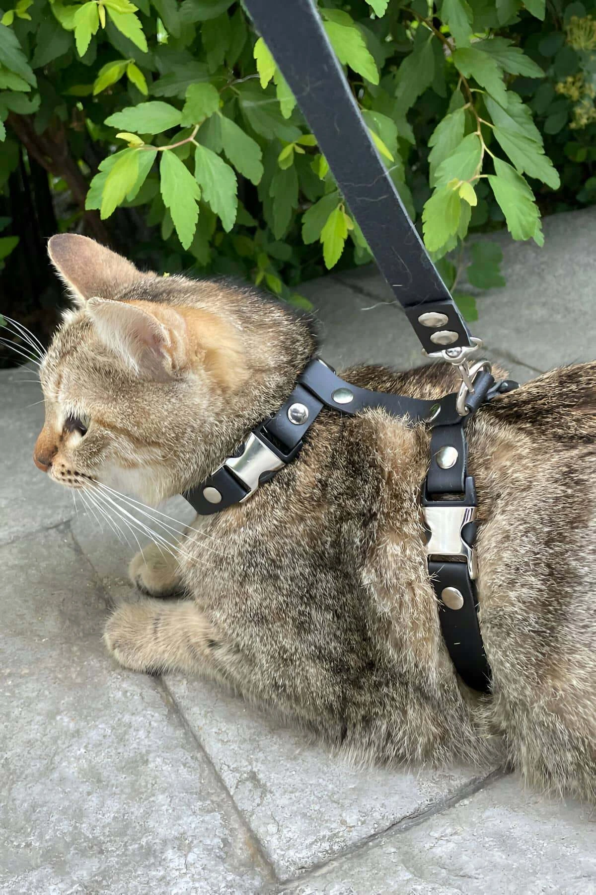 Cat Collar, Leather Cat Collar - NPC007