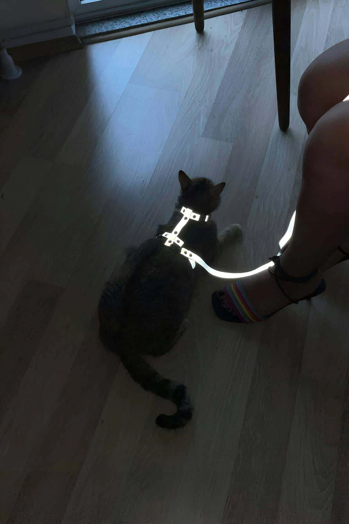 Reflective Cat Harness Reflecting in the Dark, Special Design Cat Harness - NPC007