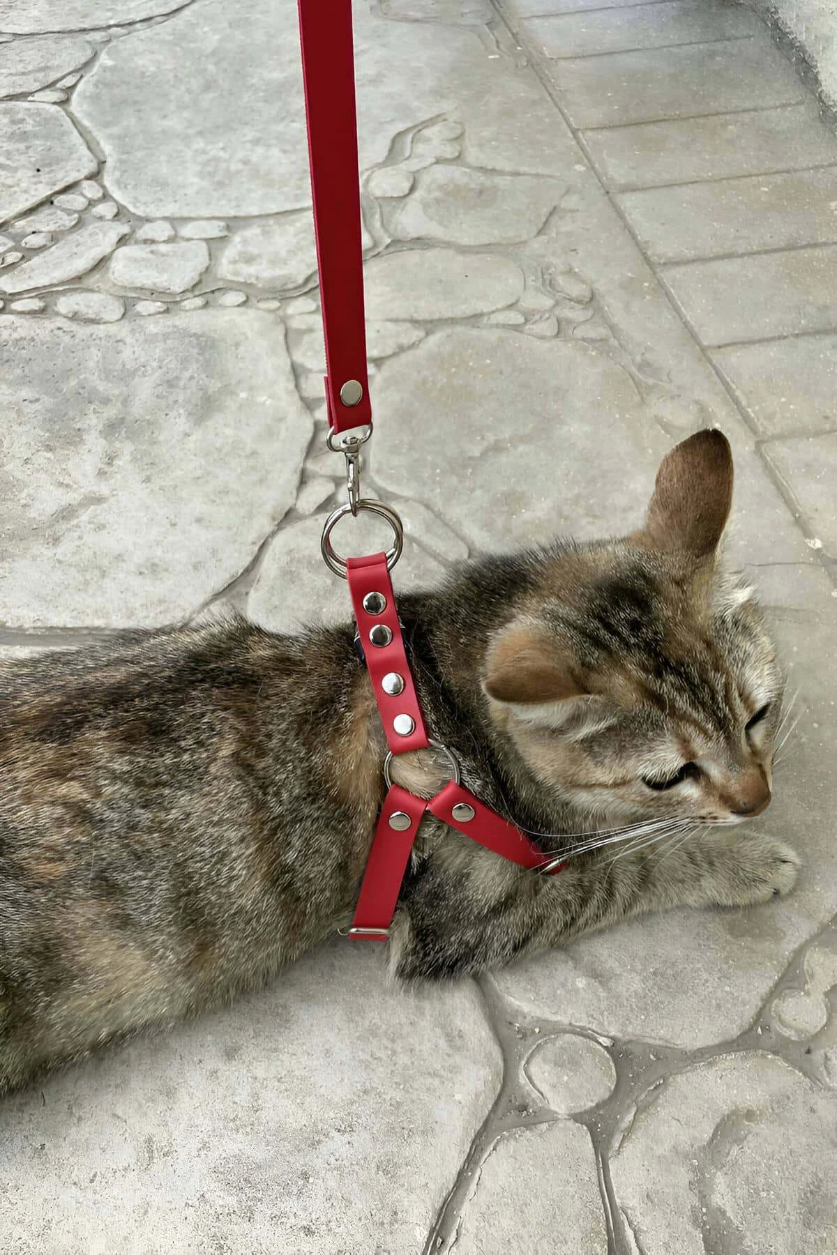 Leather Cat Harness, Cat Collar - NPC005