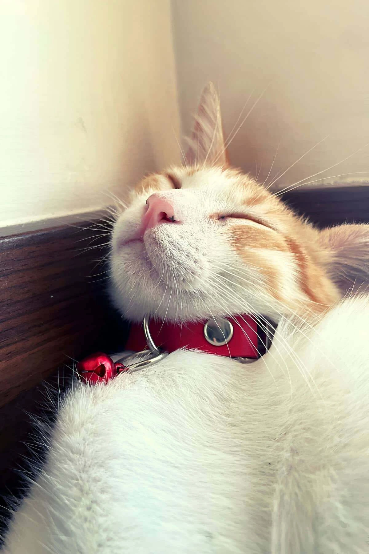 1.5 cm Leather Bell Cat Collar - NPC010