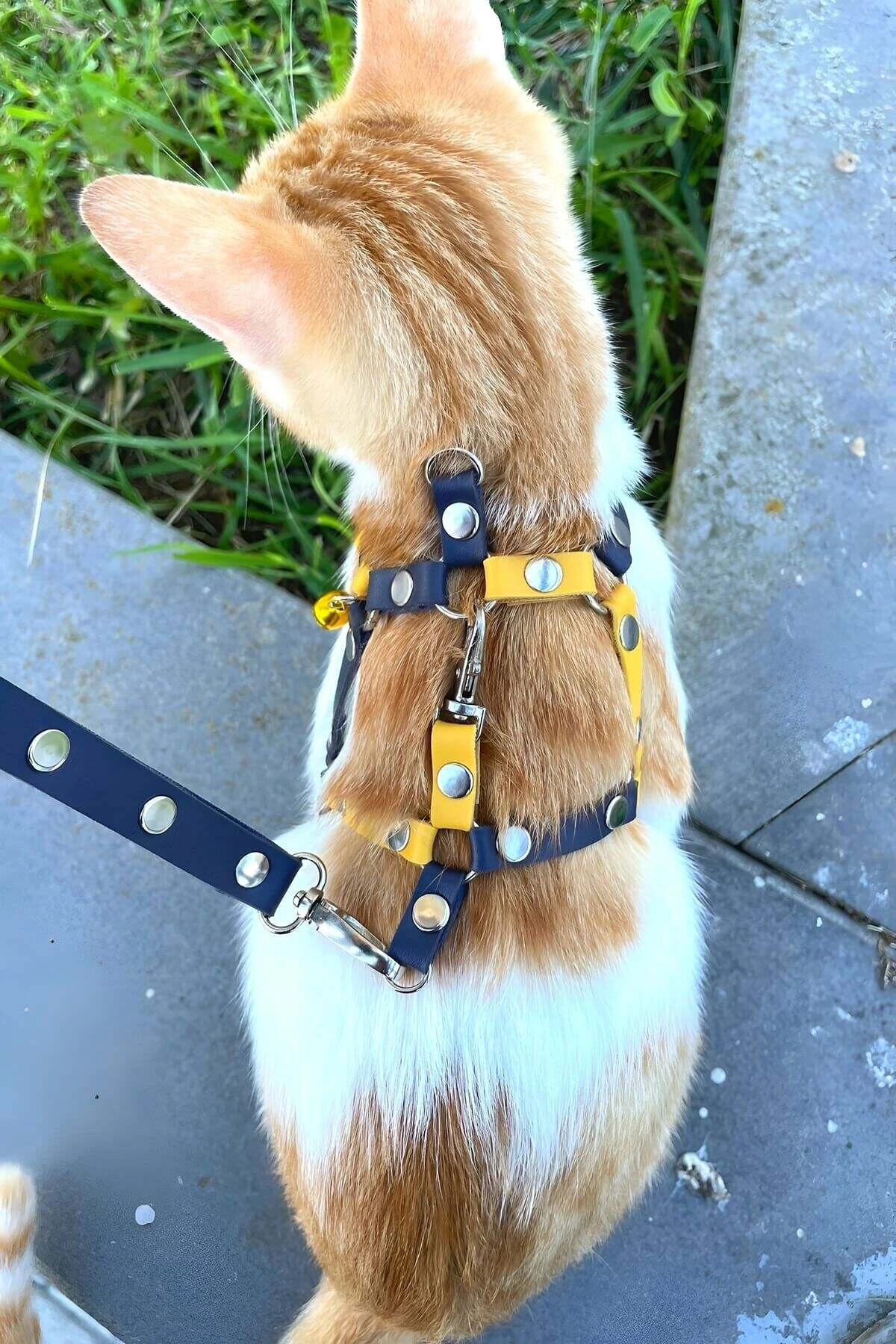 Pet Harness