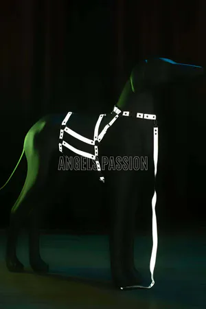 Reflective Strap Body Harness Set Black with Leash Fashion