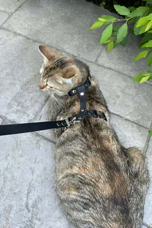 Black Faux Leather Cat Harness with Quick-Release Buckles and Matching Leash