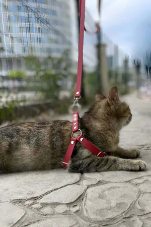 Red Faux Leather Cat Harness with O-Ring and Adjustable Straps Worn by Tabby Cat