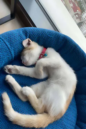 Red Vegan Leather Cat Collar on White Cat Sleeping in Blue Bed