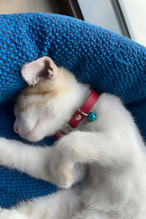 Red Vegan Leather Cat Collar on White Cat Sleeping in Blue Bed
