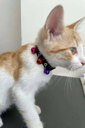 Black Faux Leather Choker Collar with Red Pink Purple Bell Charms