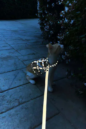Silver Studded Faux Leather Cat Harness with Matching Leash Worn by Orange and White Cat