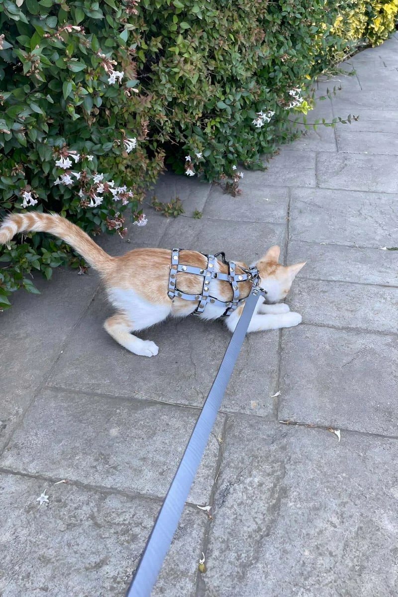 Cat Harness Back View with D-Ring Leash Attachment Point in Silver Faux Leather with Studs on Outdoor Paved Path