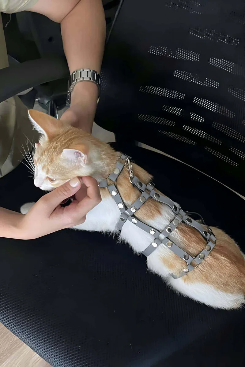 Studded faux leather cat harness set in gray with matching leash, featuring adjustable straps and metal hardware on an