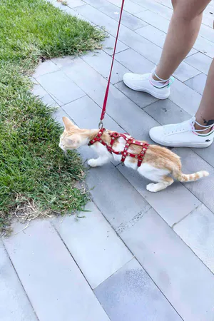 Red Faux Leather Cat Harness Worn by Orange Kitten with D-Ring Leash Attachment