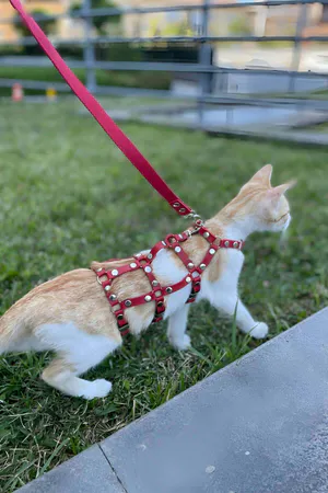Red Faux Leather Cat Harness Worn by Orange Kitten with D-Ring Leash Attachment