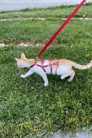 Red Faux Leather Cat Harness Worn by Orange Kitten with D-Ring Leash Attachment