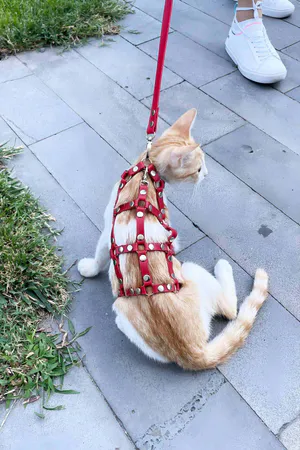 Red Faux Leather Cat Harness Worn by Orange Kitten with D-Ring Leash Attachment