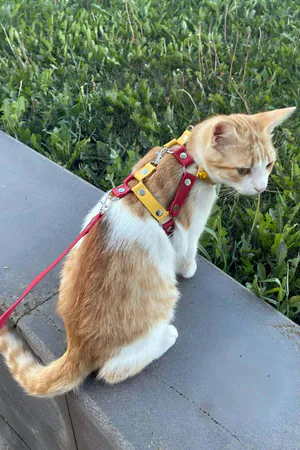 Red and Yellow Faux Leather Cat Chest Harness with D-Ring Leash Attachment Step-In Design