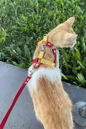 Red and Yellow Faux Leather Cat Chest Harness with D-Ring Leash Attachment Step-In Design
