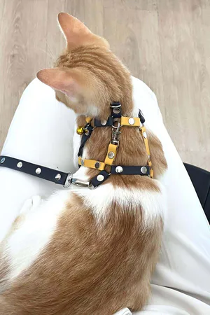 Yellow and Navy Faux Leather Cat Harness with Metal D-Ring and Adjustable Straps