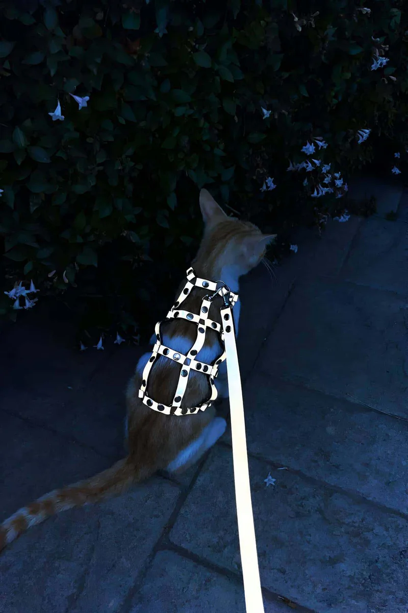 Karanlıkta Parlayan Reflektörlü Şık Kedi Harness, Kedi Yürüme Tasması, Kedi Güvenlik Tasması - NPC011
