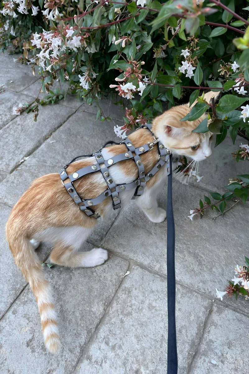 Karanlıkta Parlayan Reflektörlü Şık Kedi Harness, Kedi Yürüme Tasması, Kedi Güvenlik Tasması - NPC011